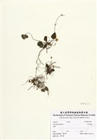 藏品(喜岩菫菜)的圖片